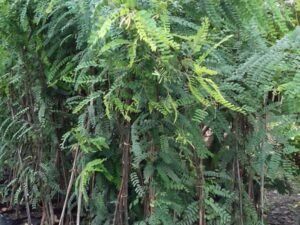 Cassia Javanica