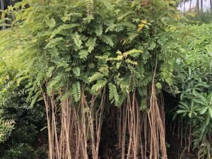 Cassia Siamea