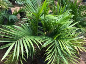 Cat Palm, Cascade Palm Chamaedorea Cataractarum