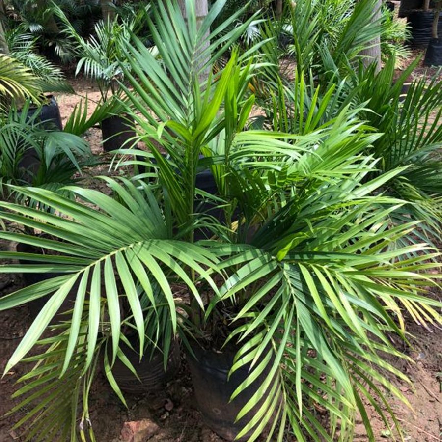 Cascade Palm Chamaedorea Cataractarum - Bagwani Nursery-India's Largest ...