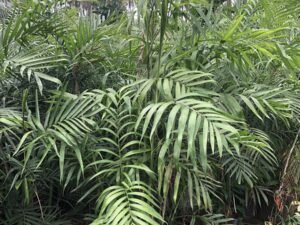 Chamaedorea Elegans