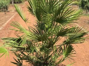 Chamaerops humilis