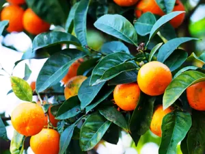 Chinese Orange Plant/China Orange (Air layered)