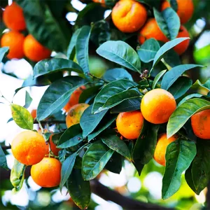 Chinese Orange Plant/China Orange (Air layered)