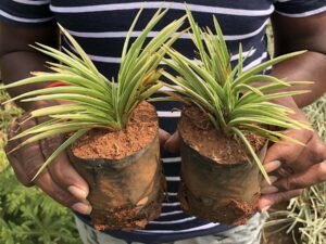 Spider Plant, Chlorophytum Comosum