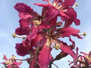 Chorisia Speciosa Grafted