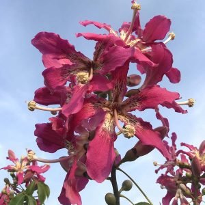 Chorisia Speciosa Grafted