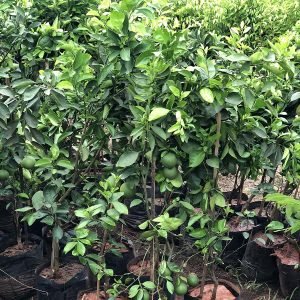 Citrus Limetta Mousambi