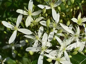 Buy Clematis ligusticifolia, Leather Flower, Ranjai at Wholesale Price