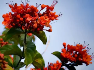 Bushy Climber Plant Pack of 3 