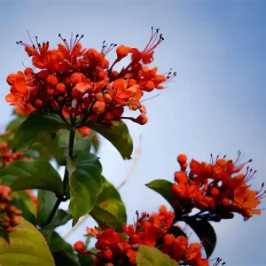 Bushy Climber Plant Pack of 3 