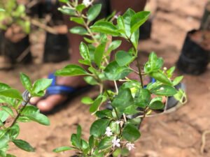 Clerodendrum inerme