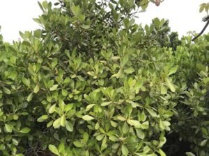 Clusia Rosea