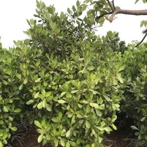 Clusia Rosea