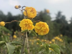 Cochlospermum Regium