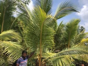 Coconut Ceylon
