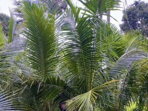 Coconut Green Dwarf