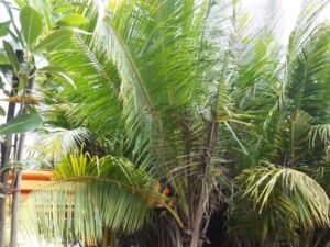 Cocos Nucifera (Coconut Desi and Hybrid)