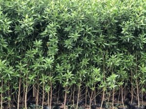 Conocarpus