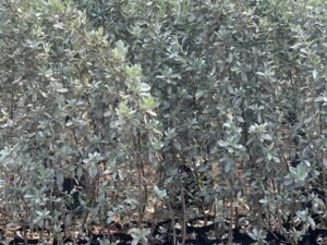 Conocarpus Silver