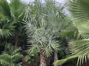 Copernicia Alba