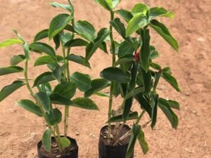 Costus woodsonii