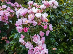 Creeping, Climbing Rose Plant (Pink)