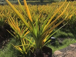 Crinum Lily, Golden Lily