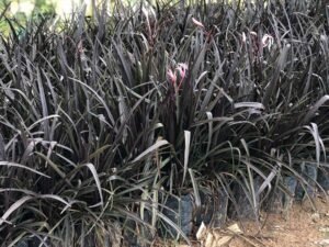 Crinum lily, Black Spider lily