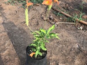 Crossandra Varieties