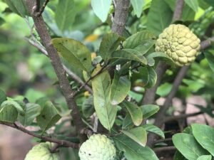 Custard apple Annona squamosa