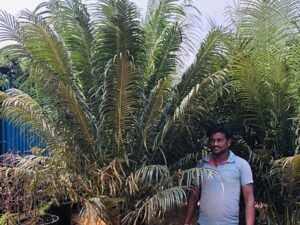 Cycas Circinalis