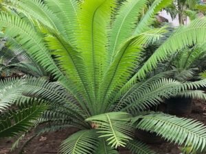Cycas Dioon