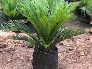 Cycas Revoluta