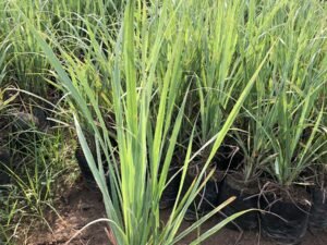 Cymbopogon Citratus (Lemon grass )