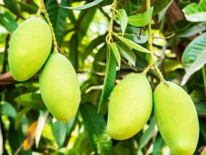 Dasheri aam, Dasheri Mango Plant