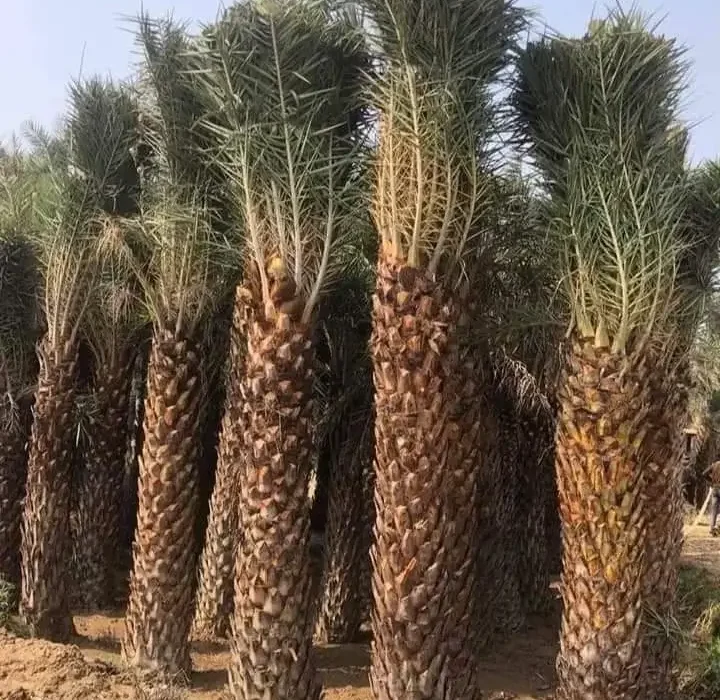 Date Palm in saharanpur Tree | Phoenix Dactylifera Plant | Khajur Tree | Date Fruit | Buy At Wholesale Price | Bagwani Nursery