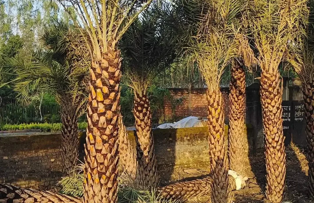 Date Palm in chandigarh Tree | Phoenix Dactylifera Plant | Khajur Tree | Date Fruit | Buy At Wholesale Price | Bagwani Nursery