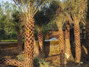 Date Palm in chandigarh Tree | Phoenix Dactylifera Plant | Khajur Tree | Date Fruit | Buy At Wholesale Price | Bagwani Nursery