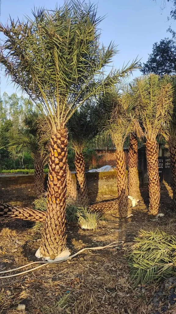 Date Palm in chandigarh Tree | Phoenix Dactylifera Plant | Khajur Tree | Date Fruit | Buy At Wholesale Price | Bagwani Nursery