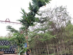 Dendrocalamus Giganteus(Gaint Bamboo)