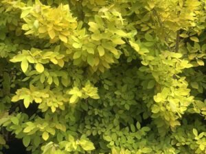 Dendrolobium Umbellatum