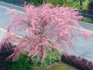 Bonsai Tamarisk Tree Tamarix ramosissima