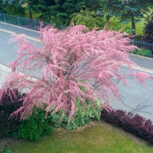 Bonsai Tamarisk Tree Tamarix ramosissima