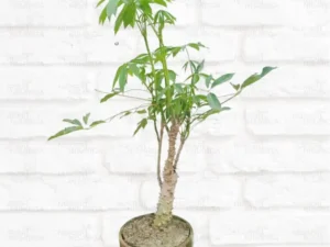 Bonsai Semal Tree Bombax ceiba