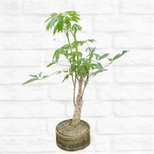 Bonsai Semal Tree Bombax ceiba