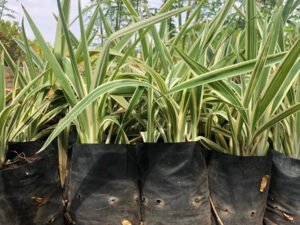 Dianella Tasmanica Variegated