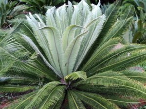 Beautiful Dioon merolae Plant - Add a Tropical Touch to Your Home Decor
