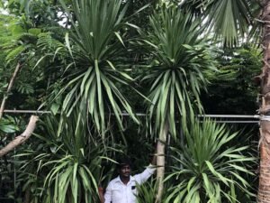 Draco Dracaena