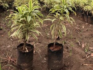 Dracaena Reflexa Song of India